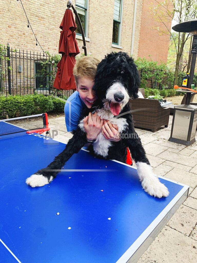 Kristin Drutchas In this Saturday, May 2, 2020 photo provided by his family, Hudson Drutchas, 12, hugs his dog, Ty, outside his Chicago home. Hudson says his pets are helping get him through the pandemic. (Kristin Drutchas via AP)