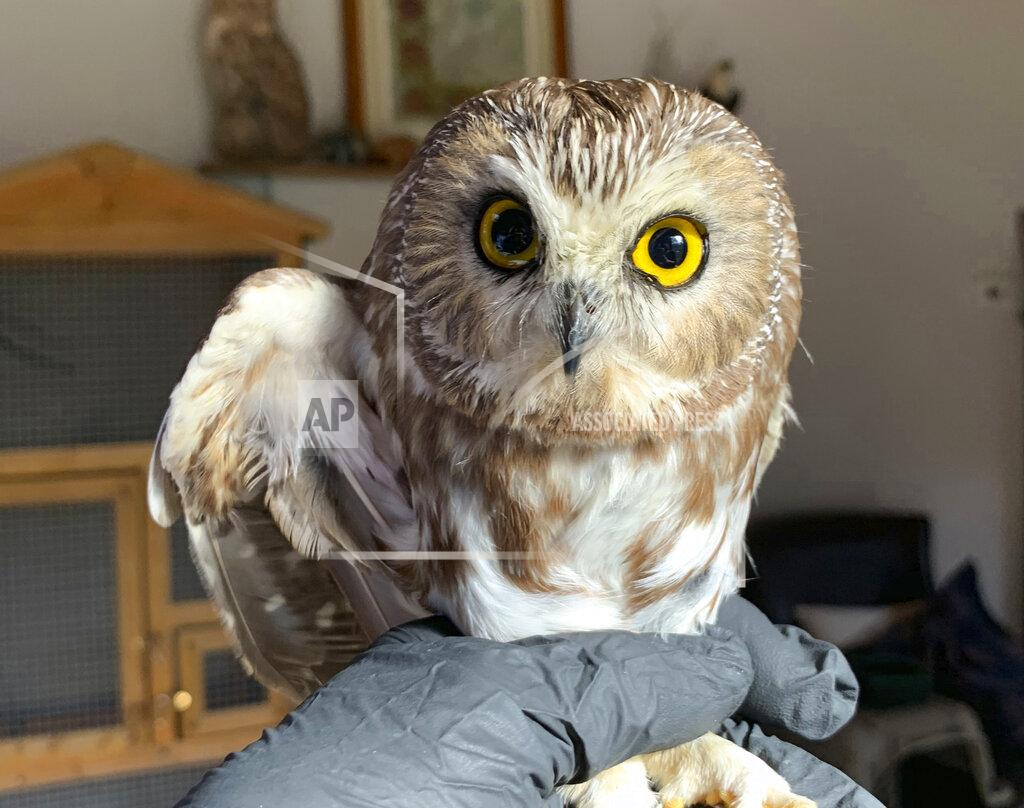 In this photo provided by the Ravensbeard Wildlife Center, Ravensbeard Wildlife Center Director and founder Ellen Kalish holds a Saw-whet owl at their facility in Saugerties, N.Y., Wednesday, Nov. 18, 2020. A worker helping to get the Rockefeller Center Christmas tree in New York City found the tiny owl among the tree's massive branches on Monday, Nov. 16. Now named Rockefeller, the owl was brought to the Ravensbeard Wildlife Center for care. (Lindsay Possumato/Ravensbeard Wildlife Center via AP)