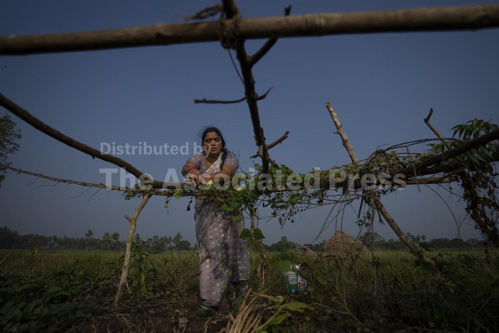Farmers in India are hit hard by extreme weather. Some say expanding ...