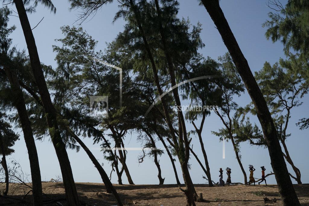 Leo Correa FILE - Women walk under filao trees planted to slow coastal erosion as they form a curtain that protects the beginning of the Great Green Wall, a project that began in 2007 along the Atlantic Ocean, in Lompoul village near Kebemer, Senegal, Nov. 5, 2021. A series of complex challenges, including a lack of funding and political will as well as rising insecurity linked to extremist groups al-Qaida and the Islamic State in Burkina Faso, are obstructing progress on Africa's Great Green Wall, according to experts involved in the initiative. (AP Photo/Leo Correa, File)