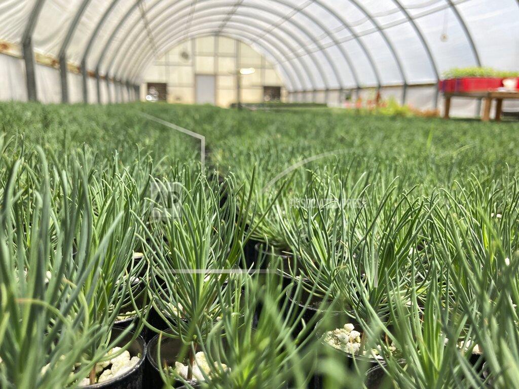 Susan Montoya Bryan This May 18, 2022 image shows tiny ponderosa pine seedlings at a greenhouse in Santa Fe, N.M. Tens of thousands of the seedlings and an invaluable seed bank recently were evacuated from New Mexico State University's Forestry Research Center in the mountain community of Mora as the largest wildfire burning in the U.S. approached the facility. (AP Photo/Susan Montoya Bryan)