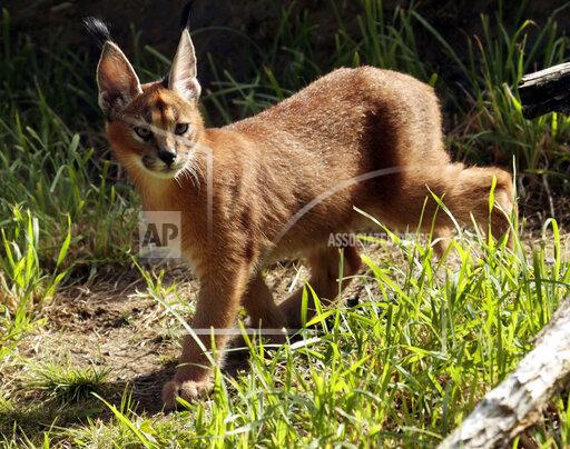 FILE - In this Sept. 1, 2011 file photo, a male caracal cat native to Africa explores his new habitat at the Oregon Zoo in Portland, Ore. A caracal cat is on the loose in a suburb north of Detroit after escaping from its owner. The caracal was reported missing around 6:30 a.m. Wednesday, Oct. 13, 2021 in Royal Oak, Mich., authorities said. (AP Photo/Don Ryan File)