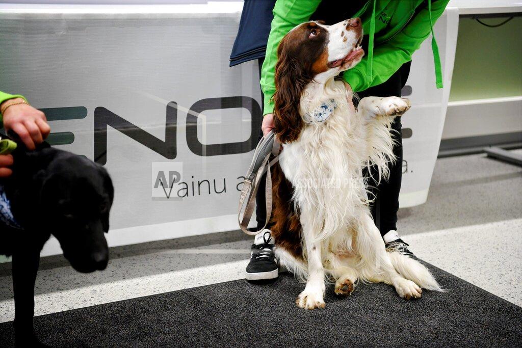 Antti Aimo-Koivisto Coronavirus sniffer dogs are seen after being introduced at the Evidensia veterinary clinic in Vantaa, Finland on Wednesday, Sept. 2, 2020. The dogs are trained to detect coron virus from the arriving passengers at the Helsinki-Vantaa international airport. (Antti Aimo-Koivisto/Lehtikuva via AP)