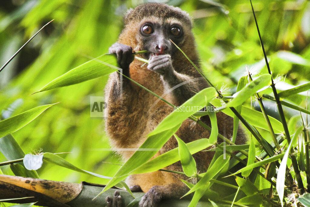 Noel Rowe This 2019 photo provided by Noel Rowe and Centre ValBio shows a golden bamboo lemur in Madagascar. Conservation isn’t work that can simply be dropped for a while, then picked up again, “because it depends so much on relationships with people and local communities," said Patricia Wright, a biologist at Stony Brook University who has spent three decades building a program to protect Madagascar’s lemurs, big-eyed primates that live only on the island. (Noel Rowe/Centre ValBio via AP)