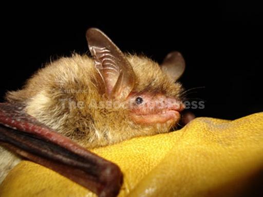 Report: Climate change, disease imperil North American bats - Vimarsana News