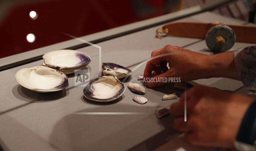 Alastair Grant Co-curator Jo Loosemore adjusts a display of the white and purple shells of whelks and quahog, the type of shells that went into the making of a wampum belt made by members of the Wampanoag native American people, at the SeaCity museum in Southampton, England, Thursday, Aug. 13, 2020. On the 400th anniversary of the Mayflower voyage, commemorations are focusing on both the Pilgrim settlers and the Native people whose lives were transformed by their arrival. An exhibition in England focuses on one casualty of colonization: a wampum belt taken from the Wampanoag people to England in the 17th century, and then lost. (AP Photo/Alastair Grant)