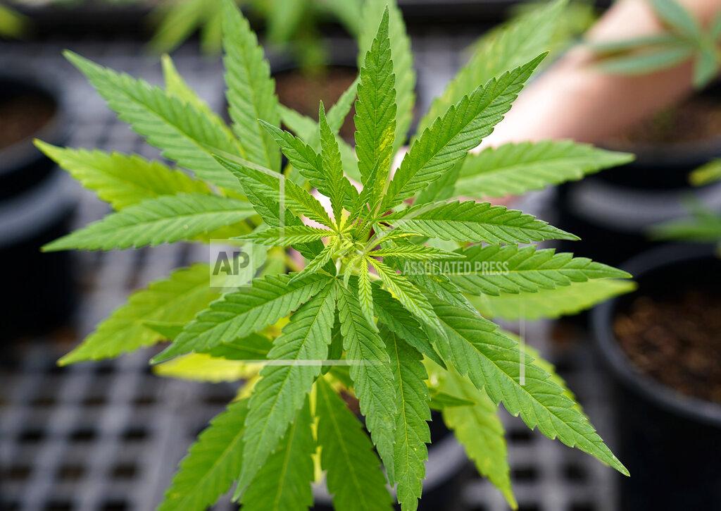 Matt Slocum Ashley Walsh, founder of Pocono Organics farm, holds a hemp plant used for research at the farm adjacent to Pocono Raceway, Friday, June 25, 2021, in Long Pond, Pa. The 380 acre farm is the title sponsor for Saturday's NASCAR auto race, The Pocono Organics CBD 325, the first Cup race with a CBD sponsorship. (AP Photo/Matt Slocum)