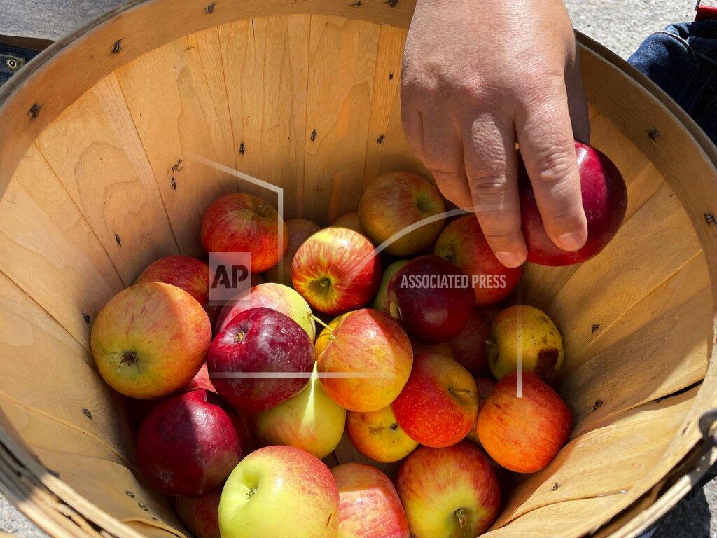 Susan Montoya Bryan This Aug. 31, 2021 photo shows apples grown at an orchard near Abiquiu, New Mexico. Farmers in the valley who rely on traditional irrigation systems known as acequias say they are facing more pressure amid persistent drought and warmer temperatures. (AP Photo/Susan Montoya Bryan)