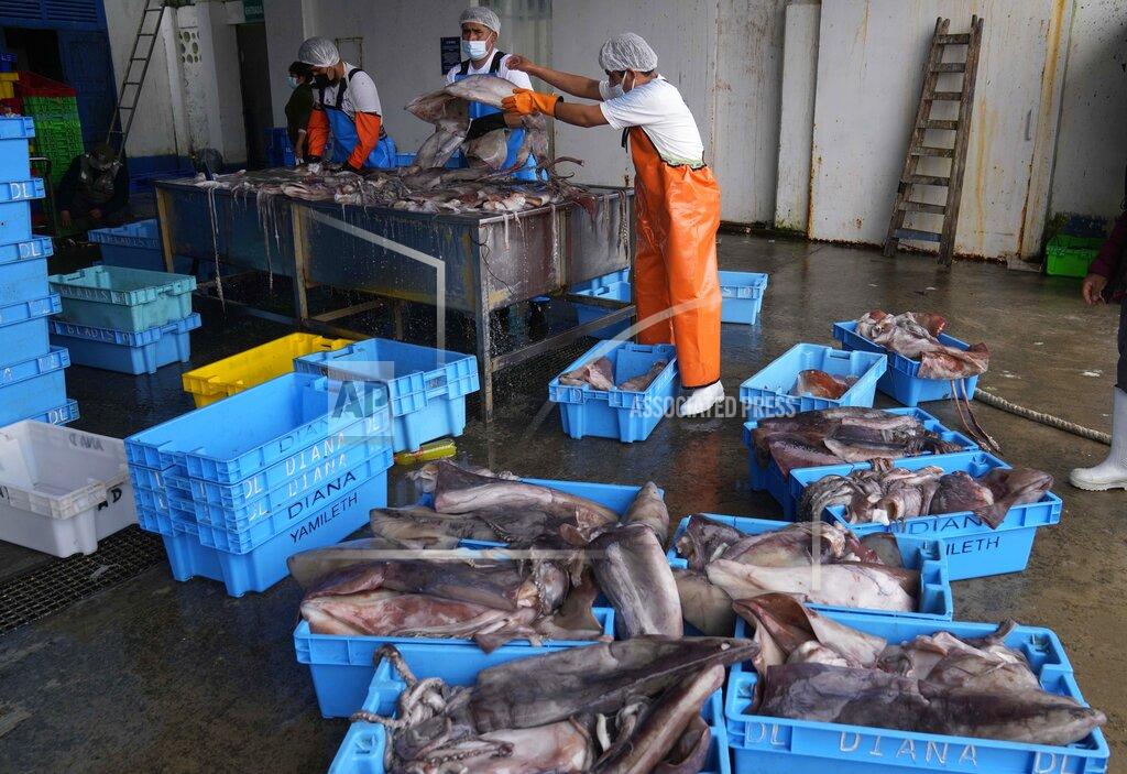 Martin Mejia Workers clean freshly caught squid in Pucusana, Peru, Monday, Sept. 20, 2021. To compete with the Chinese, the local fishermen of Pucusana assume ever-greater risks, venturing farther out from home and spending as much as a week at sea to haul in what they used to catch in a single day close to shore. (AP Photo/Martin Mejia)