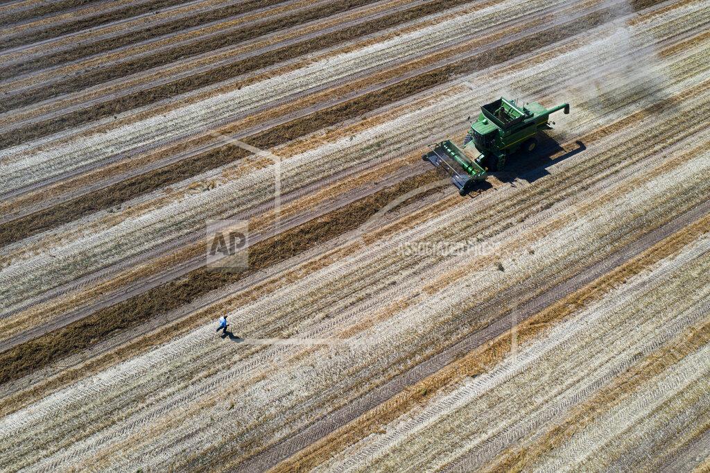 Nathan Howard Phil Fine watches a combine harvest carrot seeds in the North Unit Irrigation District on Tuesday, Aug. 31, 2021, near Madras, Ore. The stark contrast between the water haves and have-nots two hours southeast of Portland has brought new urgency to efforts to share the resource. (AP Photo/Nathan Howard)