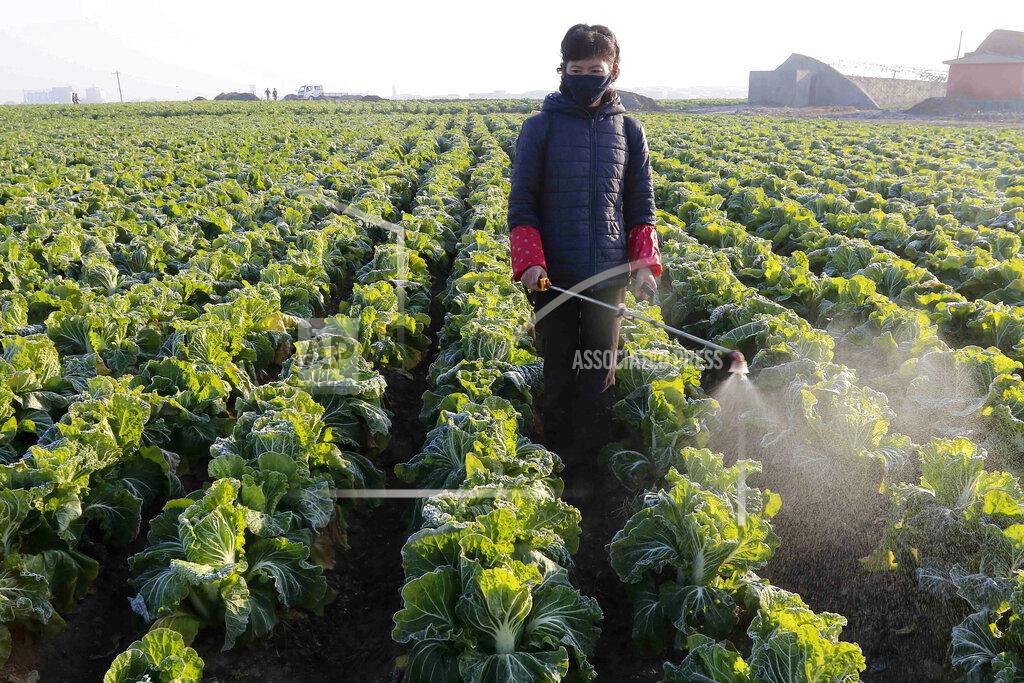 Jon Chol Jin FILE - In this Nov. 11, 2020, file photo, a farmer works on cabbage at the Songsin Vegetable Cooperative Farm in Sadong district of Pyongyang, North Korea. With a population of more than 25 million, North Korea remains by far the largest nation yet to report a single case, although there's widespread skepticism over leader Kim Jong Un's claim of a perfect record in keeping out the "evil" virus. (AP Photo/Jon Chol Jin, File)
