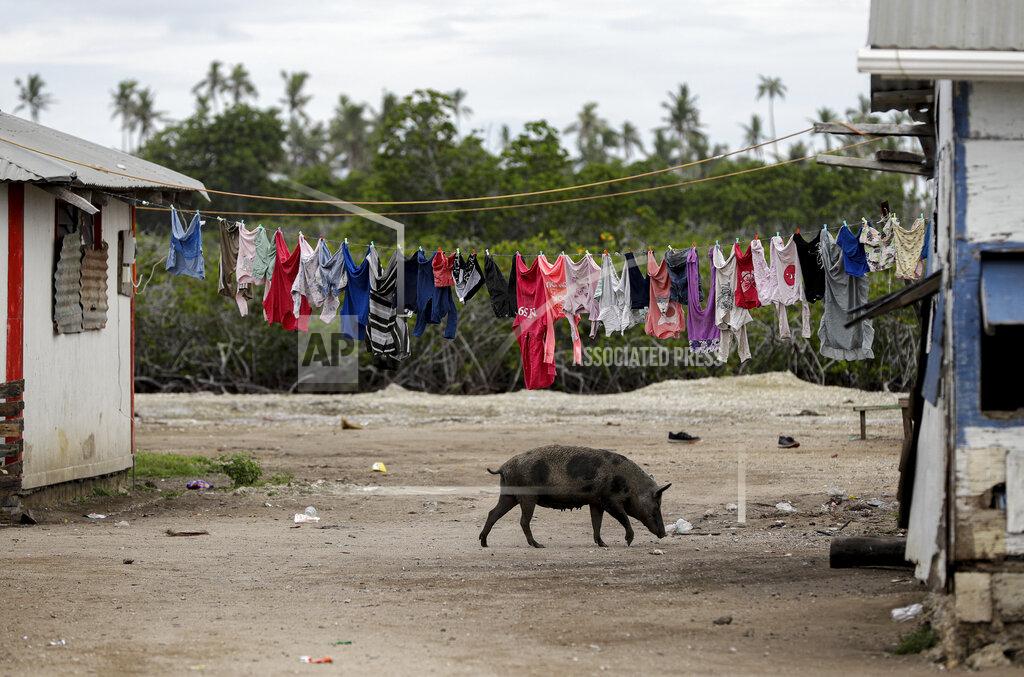 Mark Baker FILE - In this April 7, 2019, file photo, a pig walks outside a house in Nuku'alofa, Tonga. The largest cluster of places without the coronavirus can be found in the scattered islands of the South Pacific. Tonga, Kiribati, Samoa, Micronesia and Tuvalu are among those small nations yet to report a single case. But that doesn't mean they have been spared from the pandemic's effects. (AP Photo/Mark Baker, File)