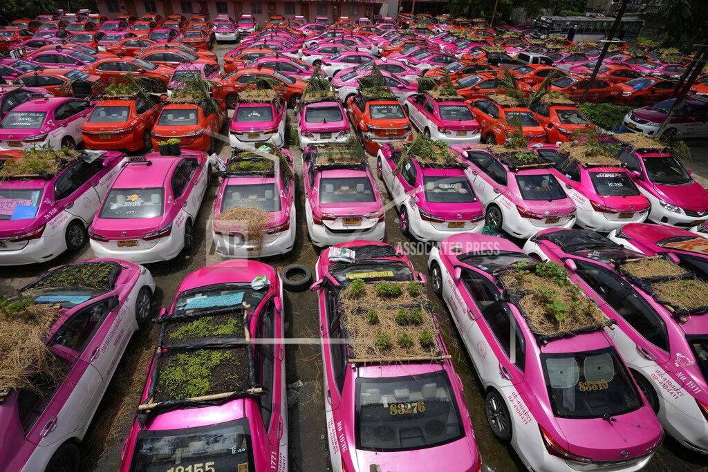 Sakchai Lalit Miniature gardens are planted on the rooftops of unused taxis parked in Bangkok, Thailand, Thursday, Sept. 16, 2021. Taxi fleets in Thailand are giving new meaning to the term “rooftop garden,” as they utilize the roofs of cabs idled by the coronavirus crisis to serve as small vegetable plots and raise awareness about the plight of out of work drivers. (AP Photo/Sakchai Lalit)