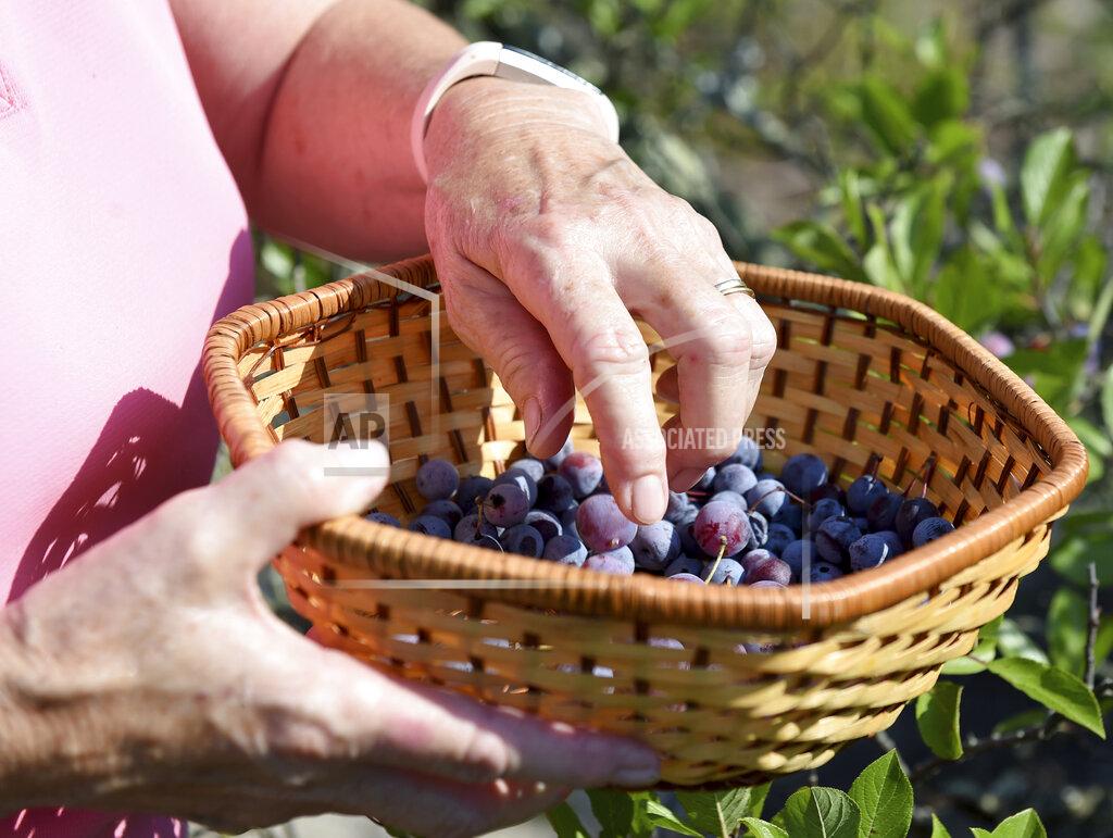 Lauren Roberts Krista Scudlark picks wild beach plums for a beach plum jelly Friday, Aug. 27, 2021, in Lewes, Del.. Scudlark owns Backyard Jams and Jellies, Inc. where she makes more than 85 flavors. (Lauren Roberts/The Daily Times via AP)