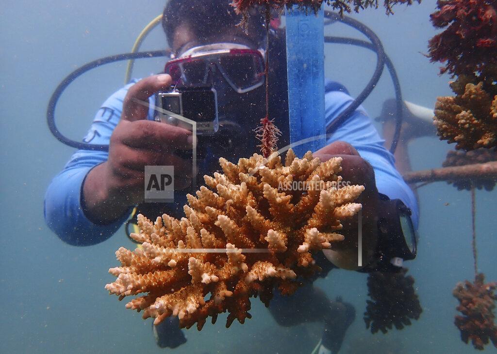 Brian Inganga Coral reef restoration ranger Yatin Patel measures an artificial reef structure in the Indian Ocean near Shimoni, Kenya on Monday, June 13, 2022. The marine area off the coast of Kenya at Wasini Island, jointly managed by a foundation and the island's community, has been planting over 8,000 corals a year since 2010 and placed about 800 artificial reef structures in the channel in a bid to restore Wasini's coral gardens.(AP Photo/Brian Inganga)
