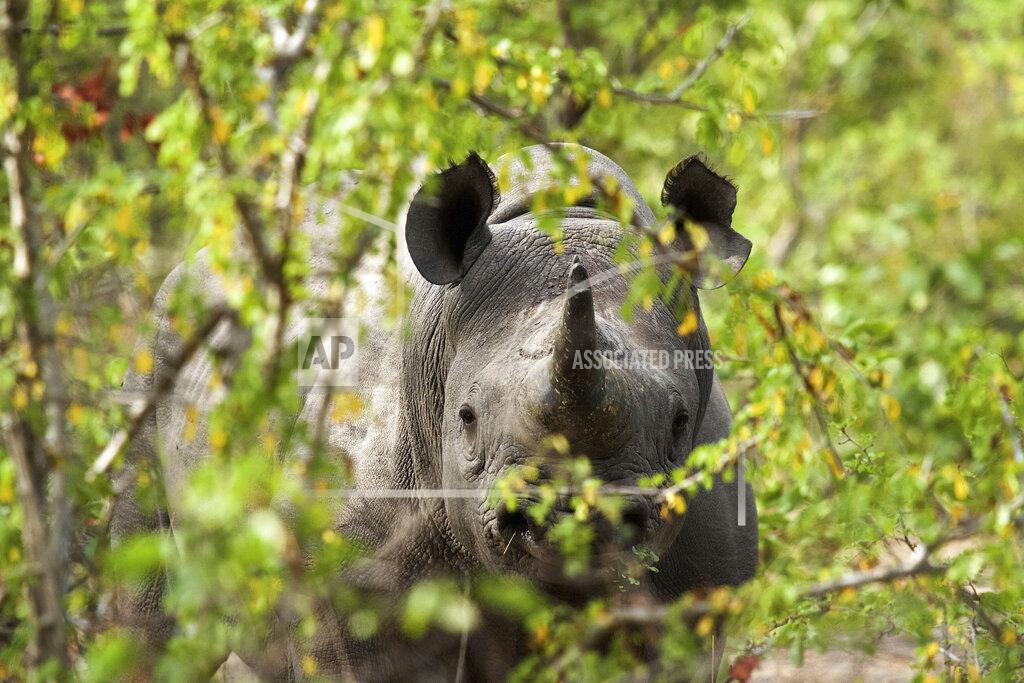 Frank Weitzer This 2016 photo provided by African Parks shows a black rhino under protection in Malawi's Liwonde National Park, managed by African Parks in partnership with the Department of National Parks and Wildlife. In many African countries, wildlife tourism provides much of the money to maintain parks where vulnerable species such as elephants, lions, rhinos and giraffes live. But after the new coronavirus struck, “the entire international tourism sector basically closed down overnight in March,” said Peter Fearnhead, the CEO of nonprofit African Parks, which manages 17 national parks and protected areas in 11 countries. (Frank Weitzer/African Parks via AP)