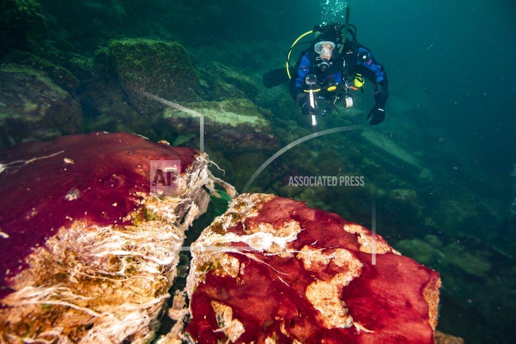 Phil Hartmeyer In this photo provided by the NOAA Thunder Bay National Marine Sanctuary a scuba diver observes the purple, white and green microbes covering rocks in Lake Huron’s Middle Island Sinkhole. Feel like days are just getting longer? They are and it’s a good thing because we wouldn't have much to breathe if they weren’t, according to a new explanation for how Earth’s oxygen rich atmosphere may have developed because of Earth’s rotation slowing. Scientists provided evidence for this new hypothesis by lab testing gooey smelly purple bacteria from a deep sinkhole in Lake Huron. (Phil Hartmeyer/NOAA Thunder Bay National Marine Sanctuary via AP)
