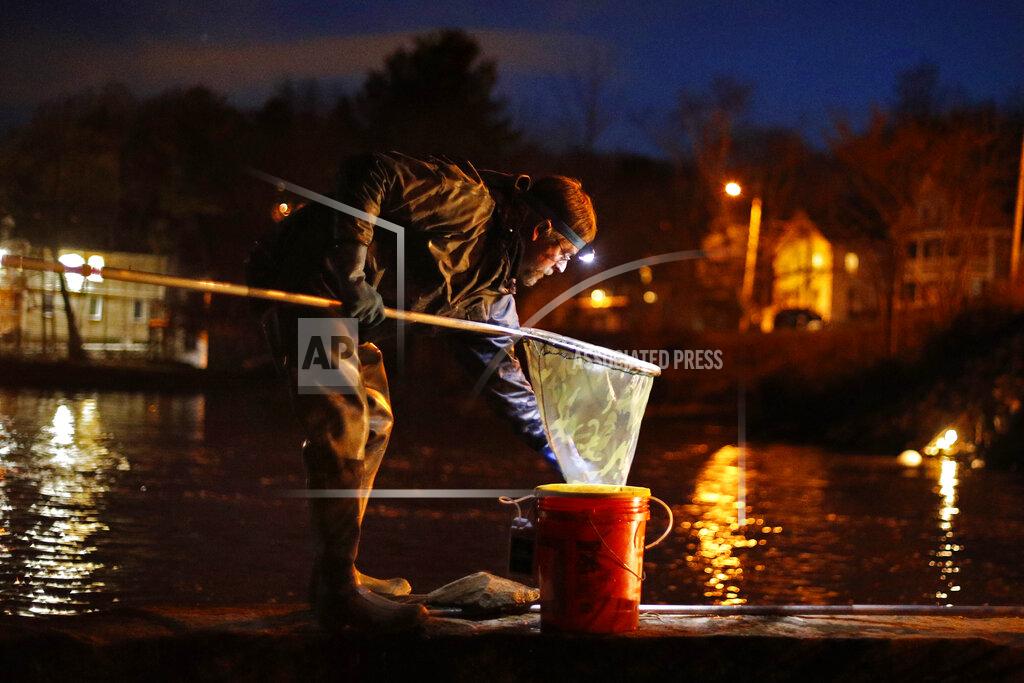Robert F. Bukaty FILE-In this Thursday, April 16, 2020 file photo, John Golding of Freeport, Maine, looks inside his dip net while fishing for baby eels in Yarmouth, Maine. The state's baby eel fishermen are hopeful for a more stable year in 2021 after the pandemic disrupted the worldwide economy last year. (AP Photo/Robert F. Bukaty, File)