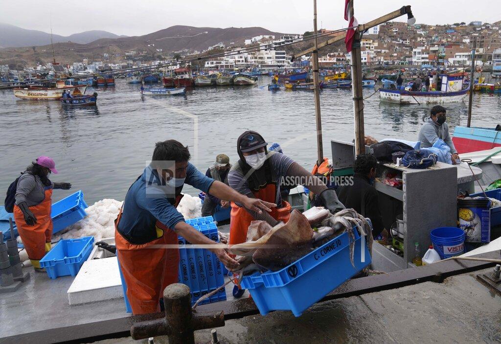 Martin Mejia Workers move a box of freshly caught squid in Pucusana, Peru, Monday, Sept. 20, 2021. To compete with the Chinese, the local fishermen of Pucusana assume ever-greater risks, venturing farther out from home and spending as much as a week at sea to haul in what they used to catch in a single day close to shore. (AP Photo/Martin Mejia)