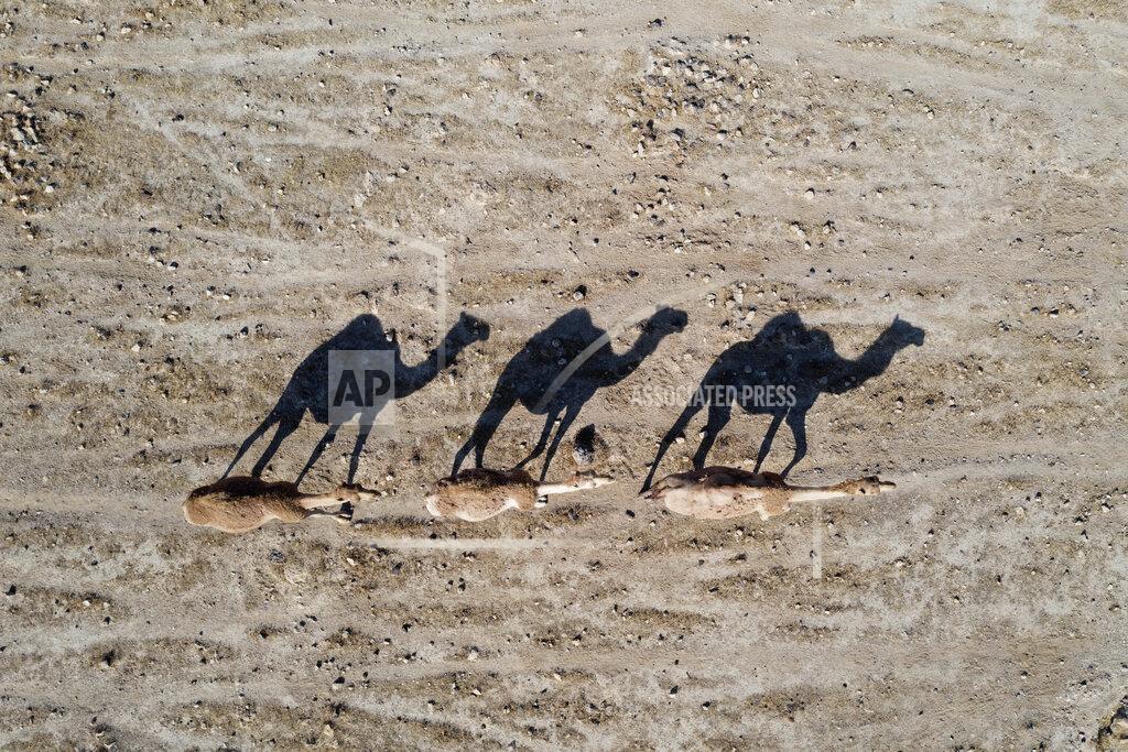 Oded Balilty Camels walk near the West Bank village of Al Fasayil, in the Jordan Valley, Tuesday, June 30, 2020. Israeli Prime Minister Benjamin Netanyahu appears determined to carry out his pledge to begin annexing parts of the occupied West Bank, possibly as soon as Wednesday. (AP Photo/Oded Balilty)