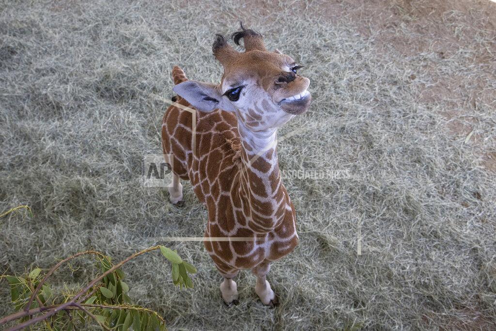 Uncredited This March 22, 2022, image released by the San Diego Zoo Wildlife Alliance shows Msituni, a giraffe calf born with an unusual disorder that caused her legs to bend the wrong way, at the San Diego Zoo Safari Park in Escondido, north of San Diego. Zoo staff feared she could die if they didn't immediately correct the condition, which could prevent her from nursing and walking around the habitat. (San Diego Zoo Wildlife Alliance via AP)