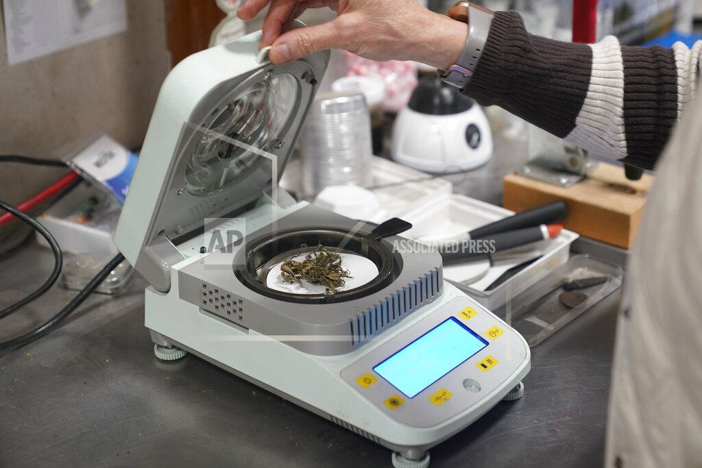 Seth Wenig Dried hemp is tested for humidity in a lab at Hepworth Farms in Milton, N.Y., Monday, April 12, 2021. Farmers dealing with depressed prices for plants that produce CBD extract are eager to take part in a statewide marijuana market expected to generate billions of dollars a year once retail sales start. They already know how to grow and process cannabis plants, since hemp is essentially the same plant with lower levels of THC, marijuana's active ingredient. Now they're waiting on rules that will allow them to switch seeds. (AP Photo/Seth Wenig)