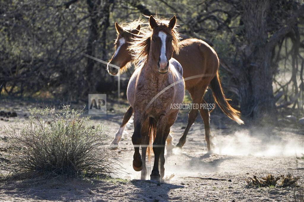 Sue Ogrocki FILE - In this March 10, 2021, file photo, two Salt River wild horses kick up dust as they arrive at a site for emergency feeding run by the Salt River Wild Horse Management Group near Coon Bluff in the Tonto National Forest near Mesa, Ariz. Federal land managers say they're stepping up protections to guard against the illegal resale of wild horses and burros adopted from the government for slaughter after they've been captured on U.S. lands but mustang protection advocates say the Bureau of Land Management needs to do more. (AP Photo/Sue Ogrocki, File)