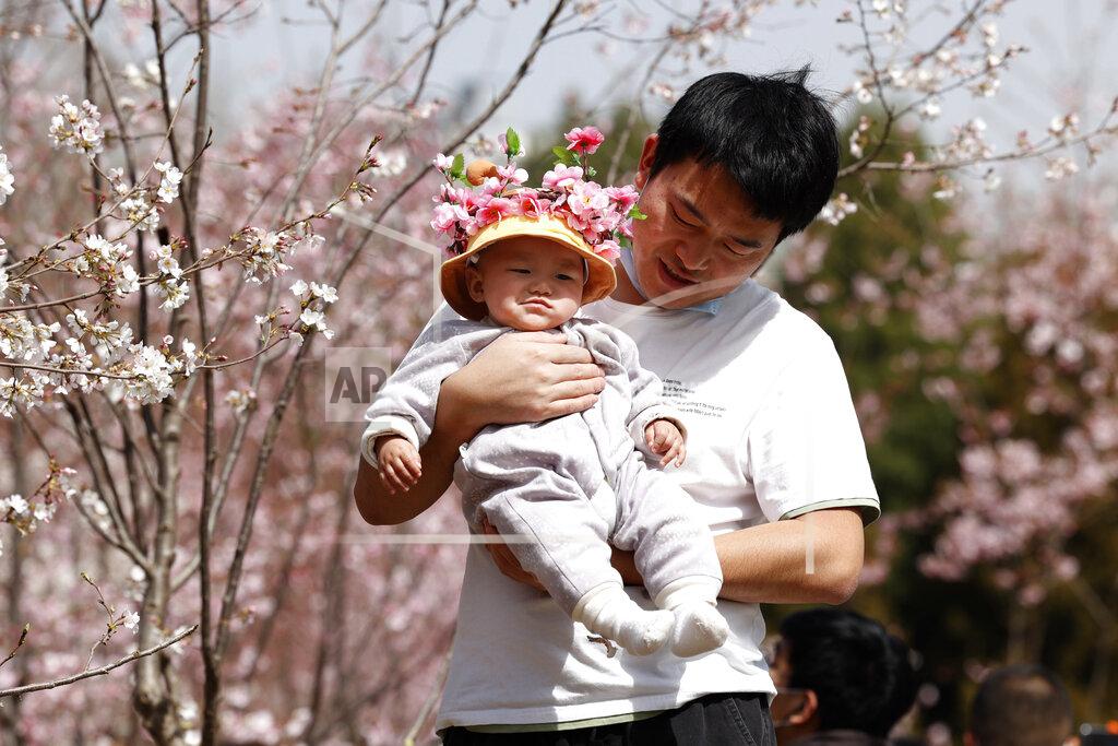Ng Han Guan A man holds a child for photos near cherry blossom trees in Beijing on Wednesday, March 24, 2021. China's population grew last year, the government said Thursday, April 29, 2021, following a news report a once-a-decade census might have found a decline, possibly adding to downward pressure on economic growth. (AP Photo/Ng Han Guan)