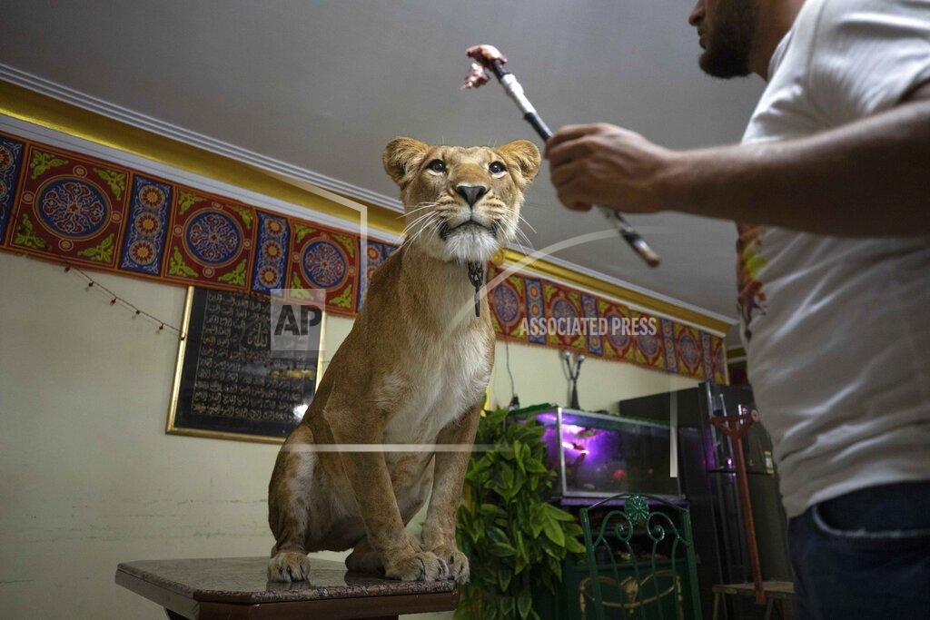 Nariman El-Mofty In this Tuesday April 28, 2020 photo, 26-year-old lion tamer Ashraf el-Helw feeds his 5-year-old female African lion Joumana, after performing a show part of a coronavirus safe home and stay safe campaign to push people to stay home, inside his family apartment, in Cairo, Egypt. With the national circus closed due to the pandemic, el-Helw has his big cats performing tricks at his Cairo apartment and posts performance videos on social media. (AP Photo/Nariman El-Mofty)