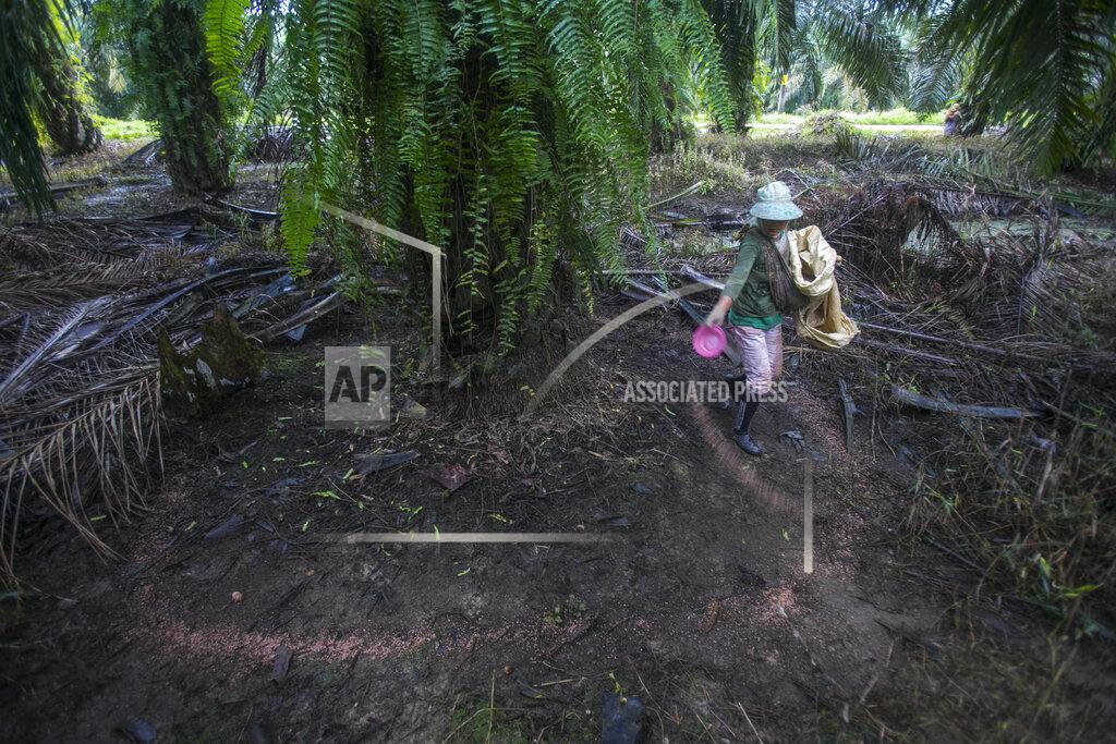 Binsar Bakkara A woman spreads fertilizer in a palm oil plantation in Sumatra, Indonesia, Nov. 14, 2017. A half-century ago, palm oil was just another commodity that thrived in the tropics. Many Western countries relied on their own crops, like soybean and corn for cooking, until major retailers discovered the cheap oil from Southeast Asia had almost magical qualities. (AP Photo/Binsar Bakkara)