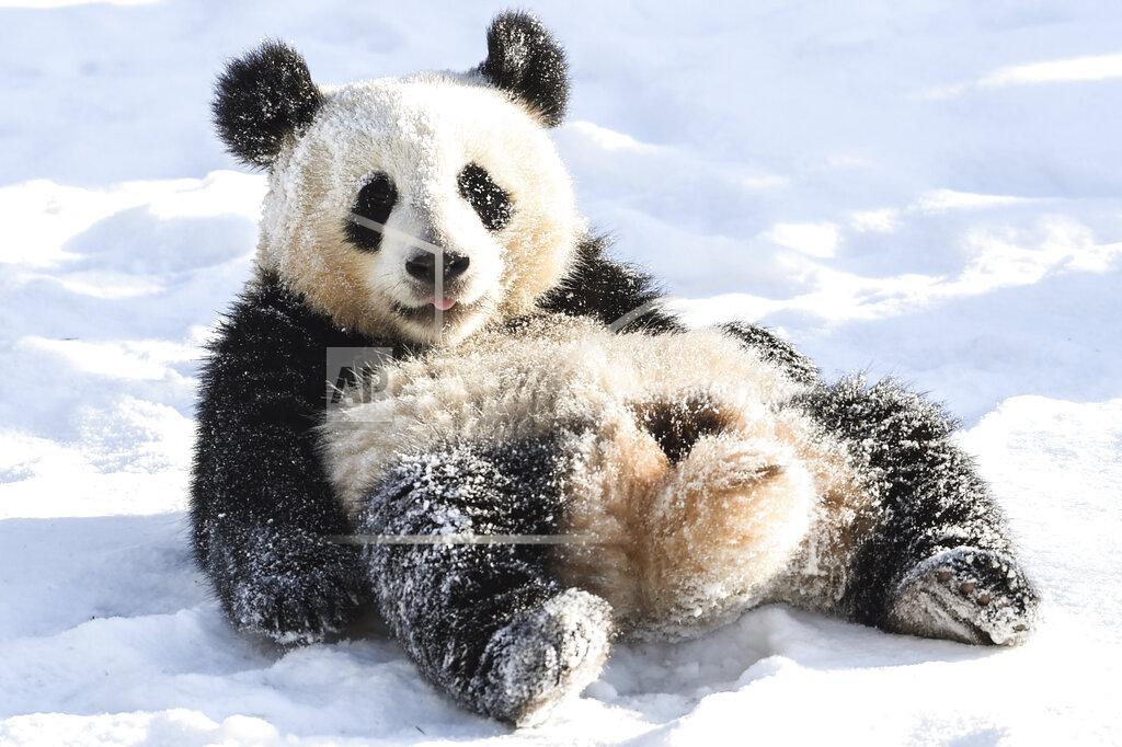 Kira Hofmann Panda Paule sits in the snow in his enclosure at the Zoo in Berlin, Germany, Friday, Feb. 12, 2021. (Kira Hofmann/dpa via AP)