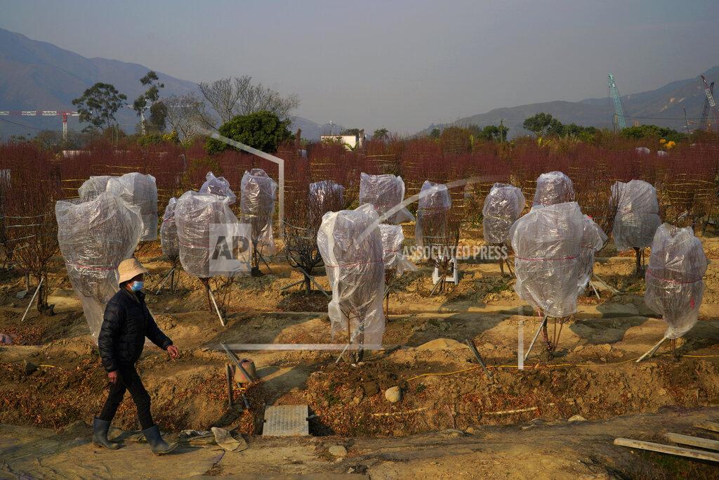 Kin Cheung A farmer wearing a face mask to protect against the spread of the coronavirus, walks besides peach blossom trees at a farm located at Hong Kong's rural New Territories on Jan. 14, 2021. The Lunar New Year holiday is usually a busy period for flower farms in Hong Kong, which gear up to sell plum blossoms, orchids and daffodils at flower markets during the festive season. But the pandemic and restrictions on such festive markets this year has taken a toll on many farms, who worry that they may be left with an oversupply of flowers. (AP Photo/Kin Cheung)