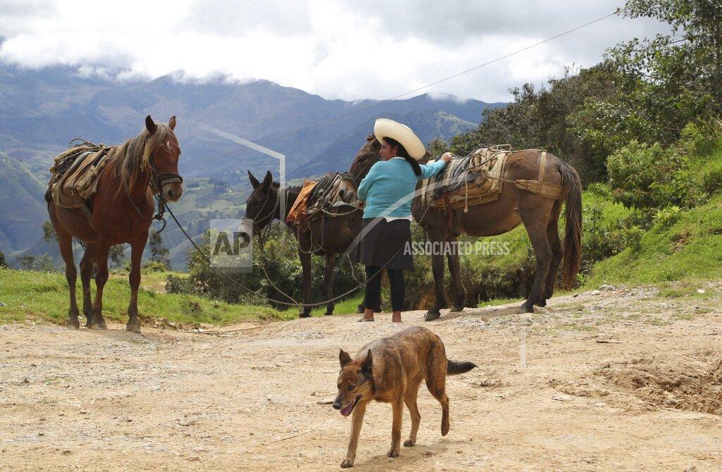 Martin Mejia A woman rests with her horses in Puna, Peru, the town where Free Peru party presidential candidate Pedro Castillo works as a teacher and where his parents live, Friday, April 16, 2021. Castillo, who has proposed rewriting Peru's constitution and deporting all immigrants living in the country illegally who commit crimes, will face rival candidate Keiko Fujimori in the June 6 presidential run-off election. (AP Photo/Martin Mejia)