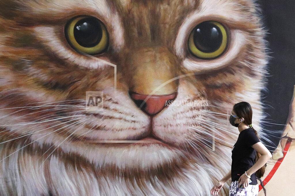Aaron Favila A woman wearing a face mask to help prevent the spread of the coronavirus walks past a painting of a cat in Quezon City, Philippines on Monday, May 24, 2021. The Philippines, a coronavirus hotspot in Southeast Asia, has received more than eight million doses of COVID-19 vaccine since February, but less than half have been administered so far, said officials, adding that among the problems were public hesitancy and low registration for the jabs. (AP Photo/Aaron Favila)