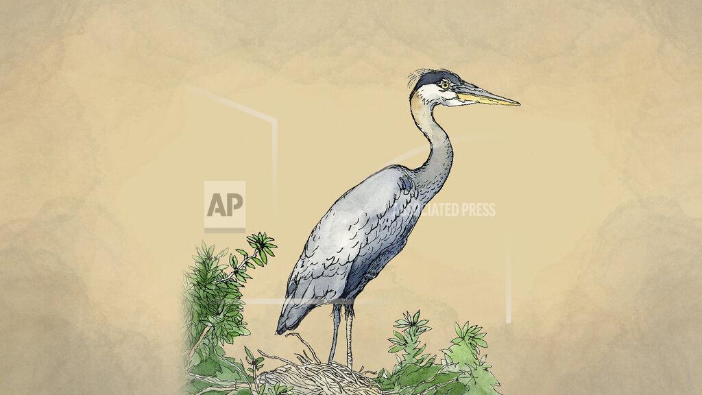 Peter Hamlin An illustration of a heron. (AP Illustration/Peter Hamlin)