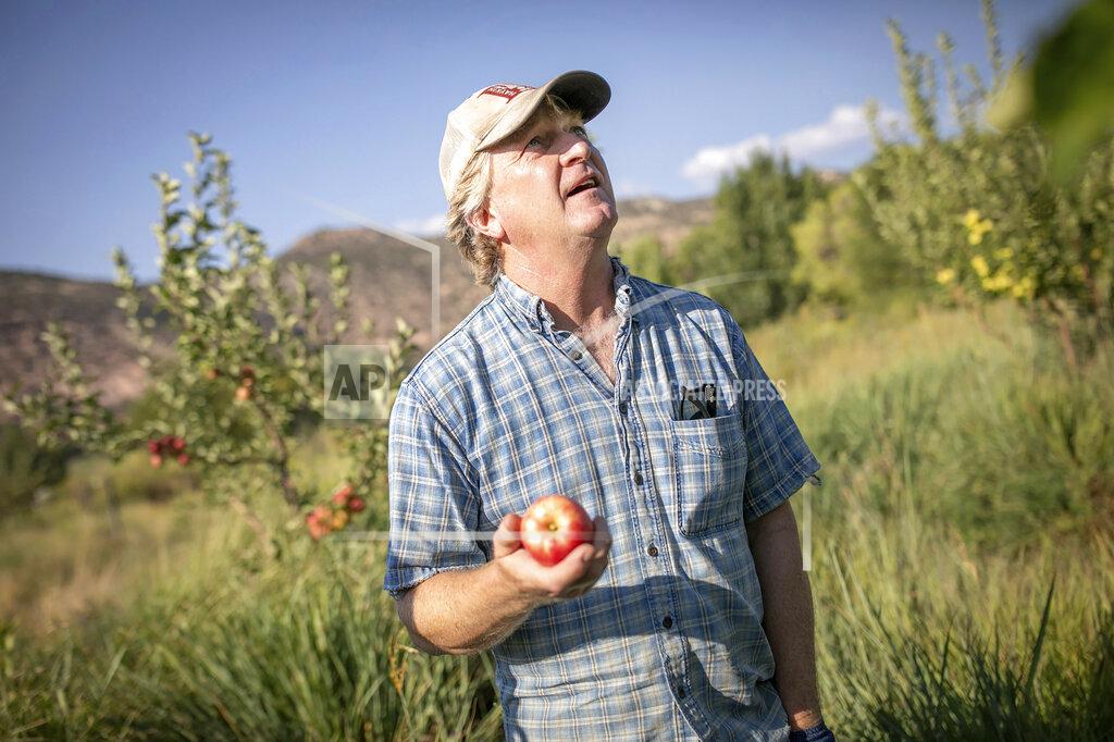 Hart Van Denburg In this Monday, Aug. 30, 2021, photo, Jude Schuenmeyer is shown in Montezuma Orchard up the McElmo Canyon west of Cortez, Colo. Jude and Addie Schuenemeyer founded the Montezuma Orchard Restoration Project in 2014, working to preserve every kind of apple grown in Colorado. (Hart Van Denburg/Colorado Public Radio via AP)