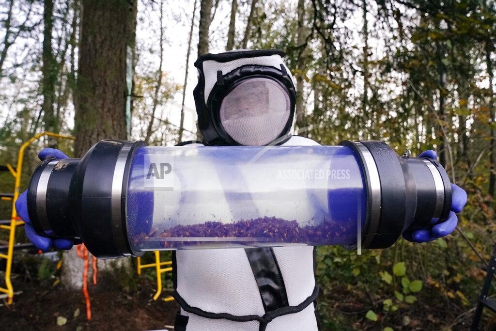 Elaine Thompson FILE - In this Oct. 24, 2020 photo, Sven Spichiger, Washington state Department of Agriculture managing entomologist, displays a canister of Asian giant hornets vacuumed from a nest in a tree behind him in Blaine, Wash. Authorities in Washington state said Tuesday, May 24, 2022, that scientists will set about 1,000 traps in their quest to wipe out the Asian giant hornet in the state. (AP Photo/Elaine Thompson, File)