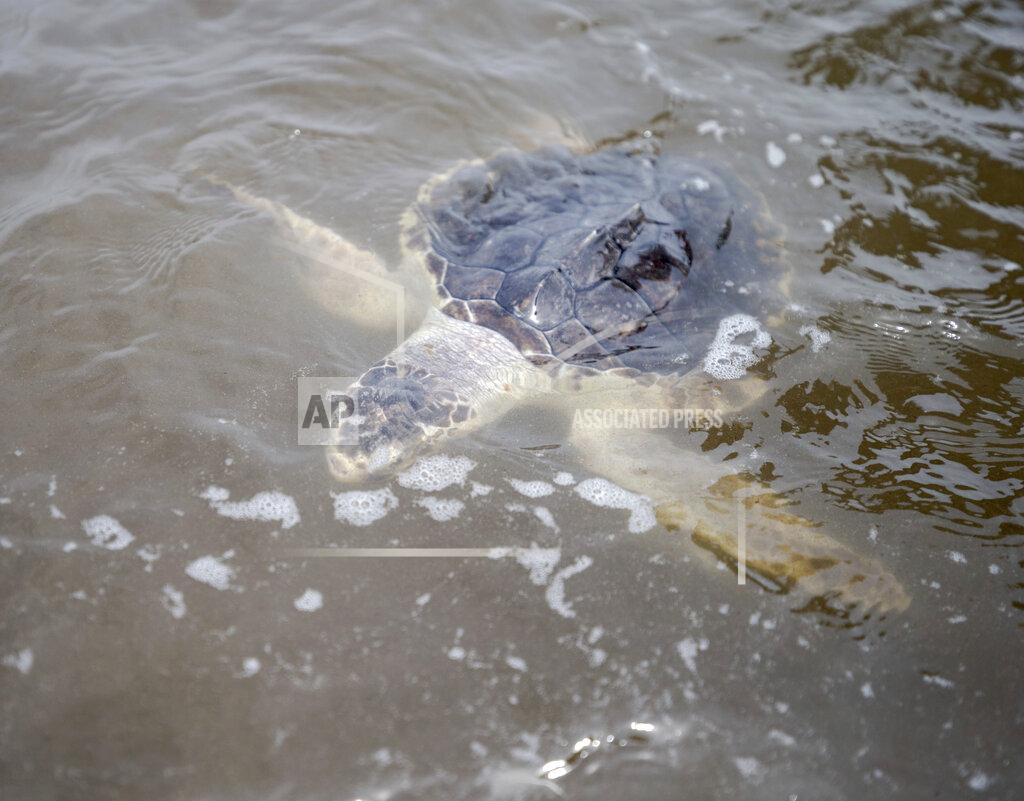 David Grunfeld A Kemp's Ridley sea turtle swims away after being released into the Gulf of Mexico from the Grand Isle, La. beach Monday, March 15, 2021. Audubon's Coastal Wildlife Network rehabilitated 19 cold-stunned Kemp's Ridley sea turtles after a deep arctic airmass along the New England coast in November 2020 threatened to kill the turtles. (David Grunfeld/The Advocate via AP)