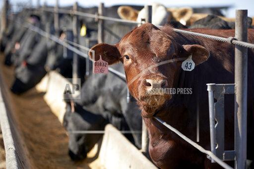 FILE - In this June 10, 2020 file photo, cattle occupy a feedlot in Columbus, Neb. Frustrated with persistently low prices, ranchers and others in the beef industry are moving to reverse decades of consolidation and planning to open new slaughterhouses. The plants will be smaller than those owned by the four beef company giants that now slaughter over 80% of the nation's cattle. That has led to some skepticism about whether the new plants will succeed. (AP Photo/Nati Harnik, File)