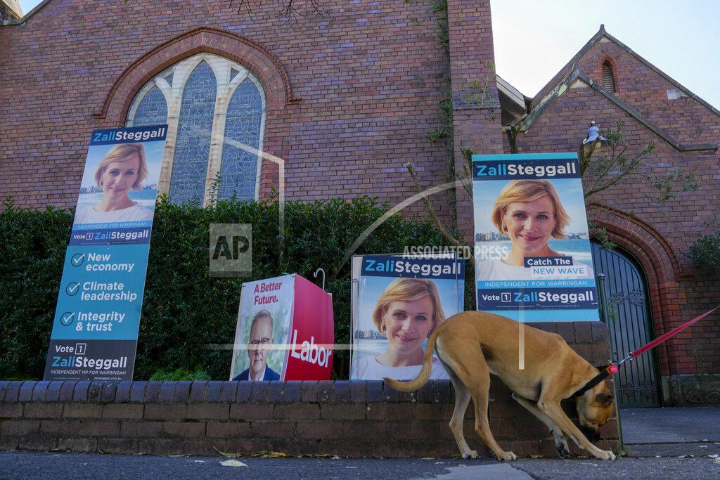 Mark Baker A dog walks past billboards of independent candidate Zali Steggall and Labor leader Anthony Albanese outside a polling booth in her electorate of Warringah in Sydney, Australia on May 17, 2022. Australia's government, considered a laggard on combating climate change, faces a new threat in the form of highly-organized and well-funded independent election candidates who demand deeper cuts on greenhouse gas emissions. (AP Photo/Mark Baker)