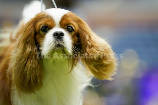 At this Westminster, King Charles is the spaniel sort - Vimarsana News