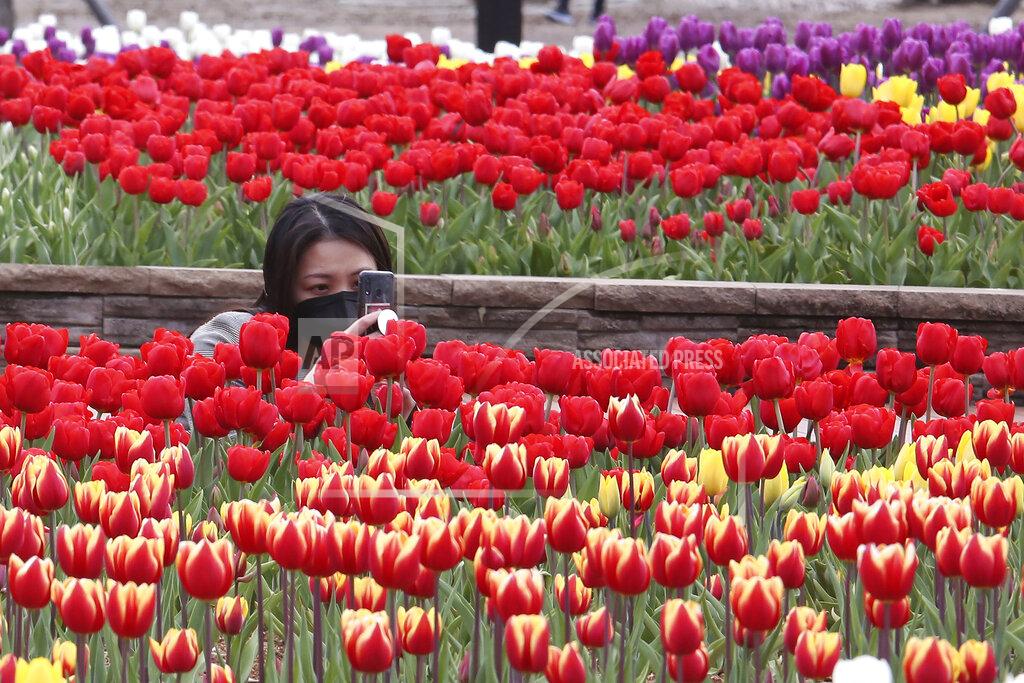 Ahn Young-Joon A woman wearing a face mask as a precaution against the coronavirus takes pictures of tulips at a park in Goyang, South Korea, Tuesday, April 13, 2021. (AP Photo/Ahn Young-joon)