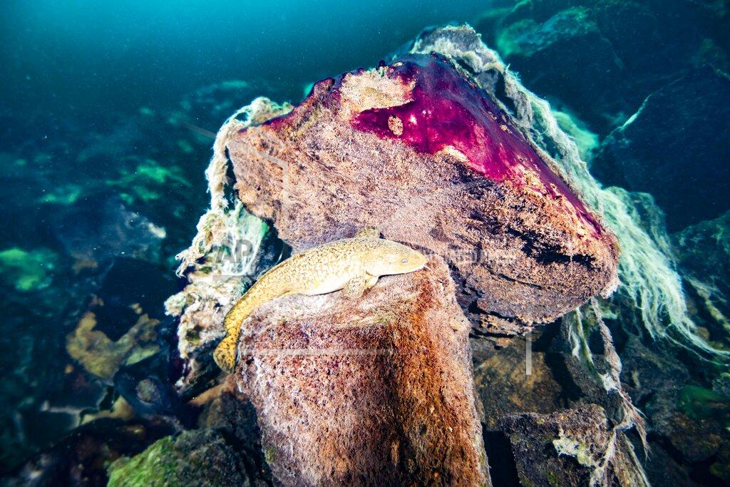 Phil Hartmeyer This photo provided by the NOAA Thunder Bay National Marine Sanctuary shows a burbot fish resting on rocks covered in purple and white microbial mats inside the Middle Island Sinkhole in Lake Huron, Mich. Feel like days are just getting longer? They are and it’s a good thing because we wouldn't have much to breathe if they weren’t, according to a new explanation for how Earth’s oxygen rich atmosphere may have developed because of Earth’s rotation slowing. Scientists provided evidence for this new hypothesis by lab testing gooey smelly purple bacteria from a deep sinkhole in Lake Huron. (Phil Hartmeyer/NOAA Thunder Bay National Marine Sanctuary via AP)