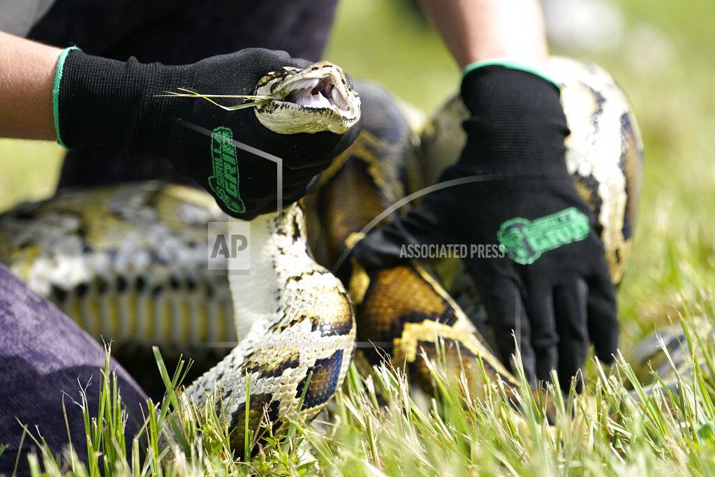 Lynne Sladky A Burmese python is held during a safe capture demonstration where Florida Gov. Ron DeSantis announced at a media event that registration for the 2022 Florida Python Challenge has opened for the annual 10-day event to be held Aug 5-14, Thursday, June 16, 2022, in Miami. The Python Challenge is intended to engage the public in participating in Everglades conservation through invasive species removal of the Burmese python. (AP Photo/Lynne Sladky)
