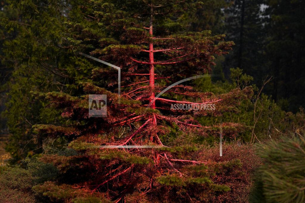 Jae C. Hong A tree is covered in fire retardant as fire crews continue to battle the Caldor Fire in South Lake Tahoe, Calif., Friday, Sept. 3, 2021. Fire crews took advantage of decreasing winds to battle a California wildfire near popular Lake Tahoe and were even able to allow some people back to their homes but dry weather and a weekend warming trend meant the battle was far from over. (AP Photo/Jae C. Hong)