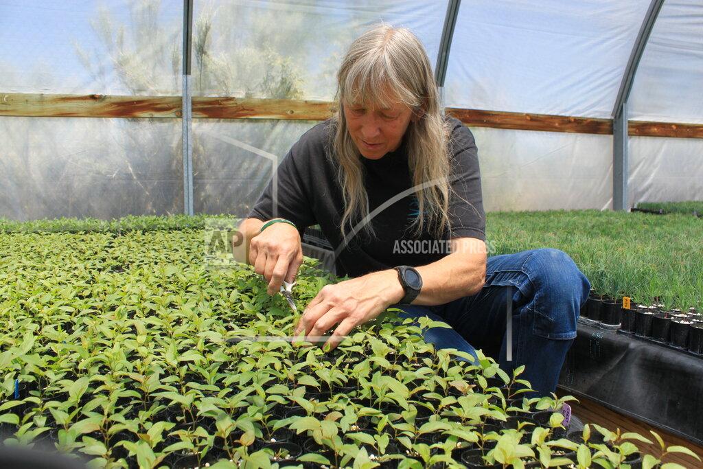 Susan Montoya Bryan This May 18, 2022 image shows nursery manager Tammy Parsons thinning aspen seedlings at a greenhouse in Santa Fe, N.M. Parsons and her colleagues evacuated an invaluable collection of seeds and tens of thousands of seedlings from the New Mexico State University's Forestry Research Center in Mora, New Mexico, as the largest fire burning in the U.S. approached the facility. (AP Photo/Susan Montoya Bryan)