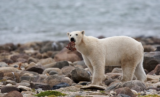 For threatened polar bears, the climate change diet is a losing proposition - Vimarsana News