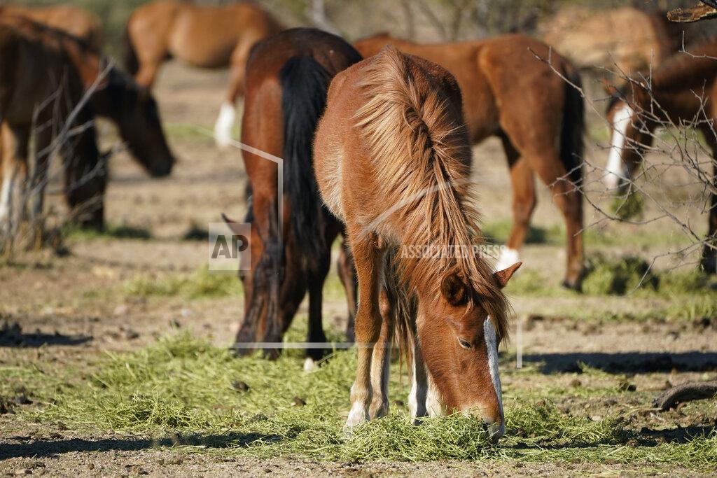 Sue Ogrocki FILE - In this March 10, 2021, file photo, Salt River wild horses eat hay at a site for emergency feeding run by the Salt River Wild Horse Management Group near Coon Bluff in the Tonto National Forest near Mesa, Ariz. Federal land managers say they're stepping up protections to guard against the illegal resale of wild horses and burros adopted from the government for slaughter after they've been captured on U.S. lands, but mustang protection advocates say the Bureau of Land Management needs to do more. (AP Photo/Sue Ogrocki, File)