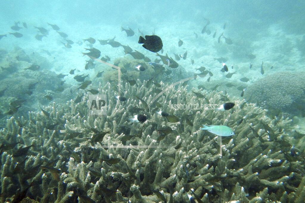 Brian Inganga Fish swim near some bleached coral at Kisite Mpunguti Marine park, Kenya, Saturday, June 11, 2022. Coral bleaching occurs when extreme temperatures and sun glare simultaneously trigger corals to flush out algae, causing them to turn white. (AP Photo/Brian Inganga)