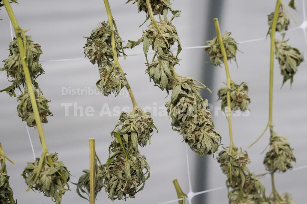 New York OKs 99 more pot shop licenses after court ruli... - Vimarsana News